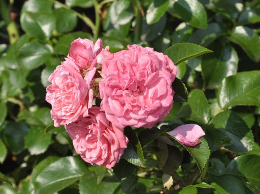 Rosa 'Alea' ® BT - Beetrose 'Alea' ® ADR-Rose