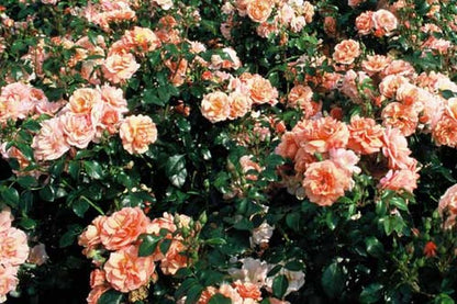 Rosa 'Aprikola' ® BT - Beetrose 'Aprikola' ® ADR-Rose