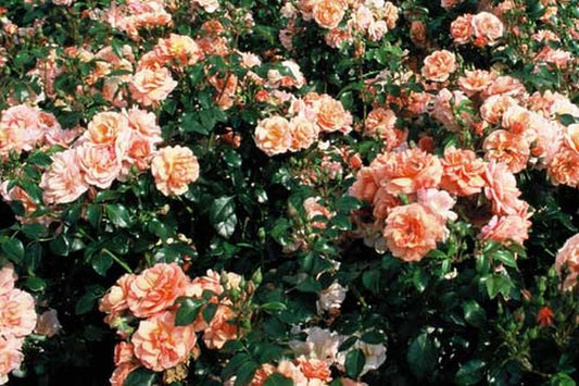 Rosa 'Aprikola' ® BT - Beetrose 'Aprikola' ® ADR-Rose