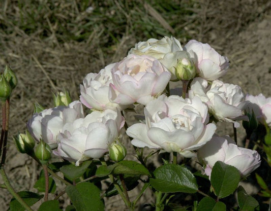 Rosa 'Bella Weiss' ® BT - Beetrose 'Bella Weiss' ®