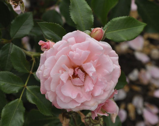 Rosa 'Botticelli' ® BT - Beetrose 'Botticelli' ®
