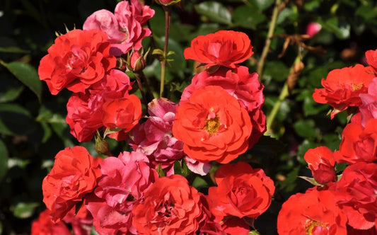 Rosa 'Canzonetta' ® BT - Beetrose 'Canzonetta' ® ADR-Rose