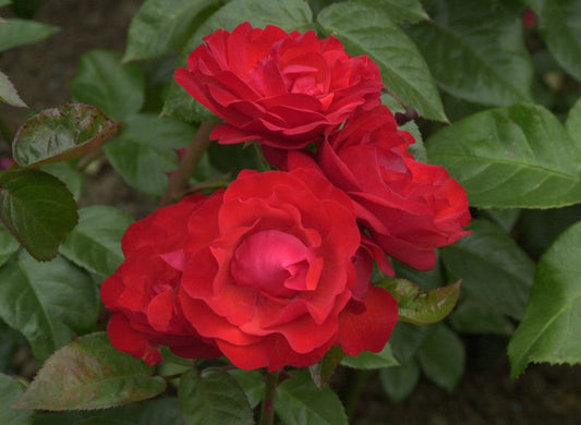 Rosa 'Domstadt Fulda' ® BT - Beetrose 'Domstadt Fulda' ®