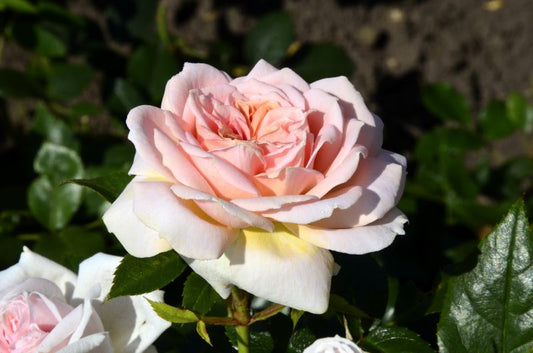 Rosa 'Garden of Roses' ® BT - Beetrose 'Garden of Roses' ® ADR-Rose