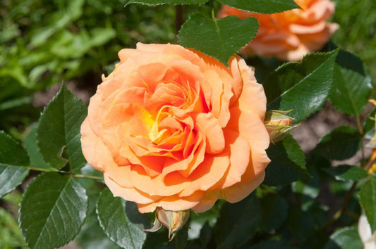 Rosa 'Goldelse' ® BT - Beetrose 'Goldelse' ®