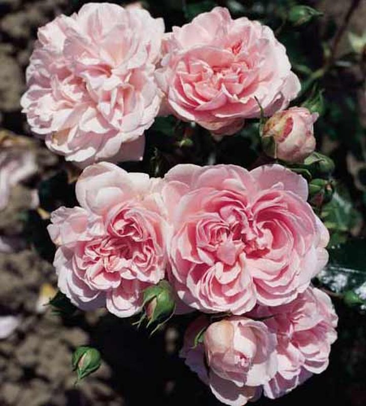 Rosa 'Home & Garden' ® BT - Beetrose 'Home & Garden' ®