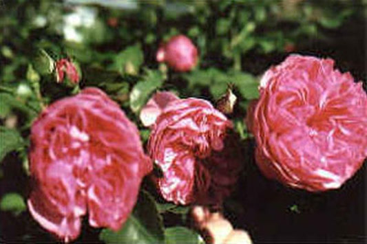 Rosa 'Leonardo da Vinci' ® BT - Beetrose 'Leonardo da Vinci' ®