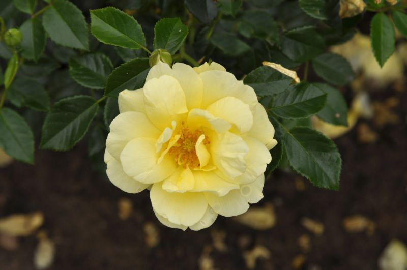Rosa 'Loredo' ® BT - Beetrose 'Loredo' ® ADR-Rose