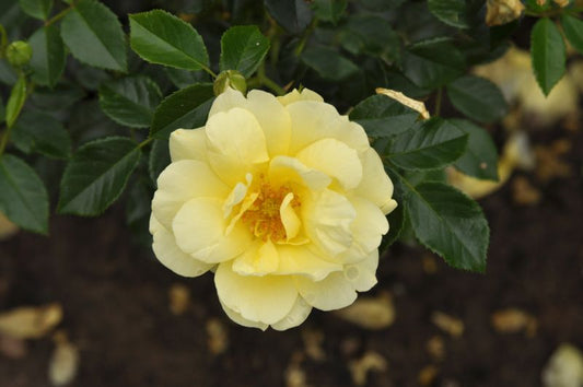 Rosa 'Loredo' ® BT - Beetrose 'Loredo' ® ADR-Rose