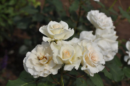 Rosa 'Margaret Merril' ® BT - Beetrose 'Margaret Merril' ®
