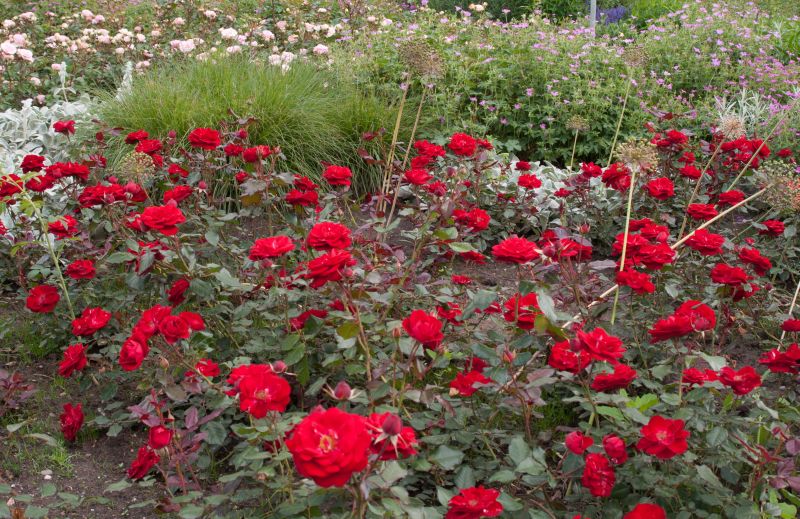 Rosa 'Mariandel' ® BT - Beetrose 'Mariandel' ®