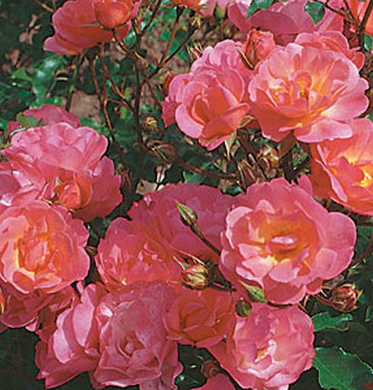 Rosa 'Maxi Vita' ® BT - Beetrose 'Maxi Vita' ® ADR-Rose
