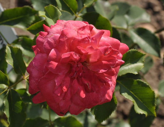 Rosa 'Midsummer' ® BT - Beetrose 'Midsummer' ®