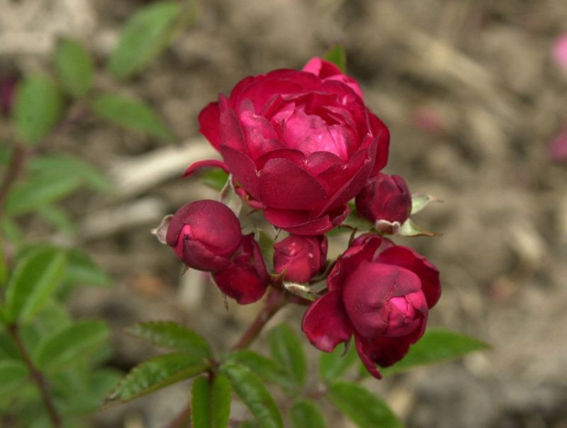 Rosa 'Muttertag' BT - Beetrose 'Muttertag'