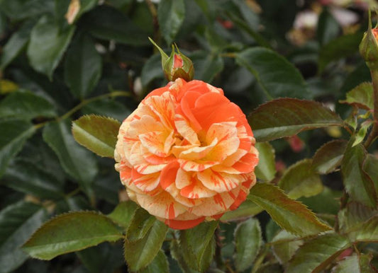 Rosa 'Papagena' ® BT - Beetrose 'Papagena' ®