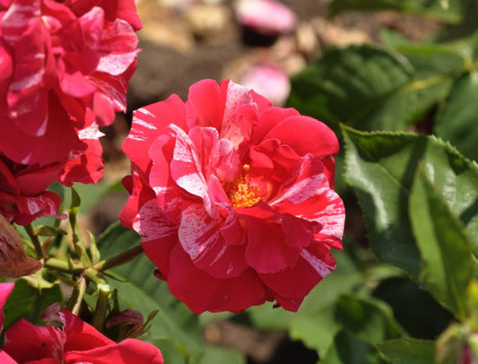 Rosa 'Papageno' ® BT - Beetrose 'Papageno' ®