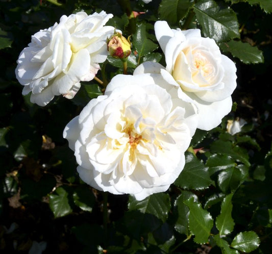 Rosa 'Petticoat' ® BT - Beetrose 'Petticoat' ® ADR-Rose
