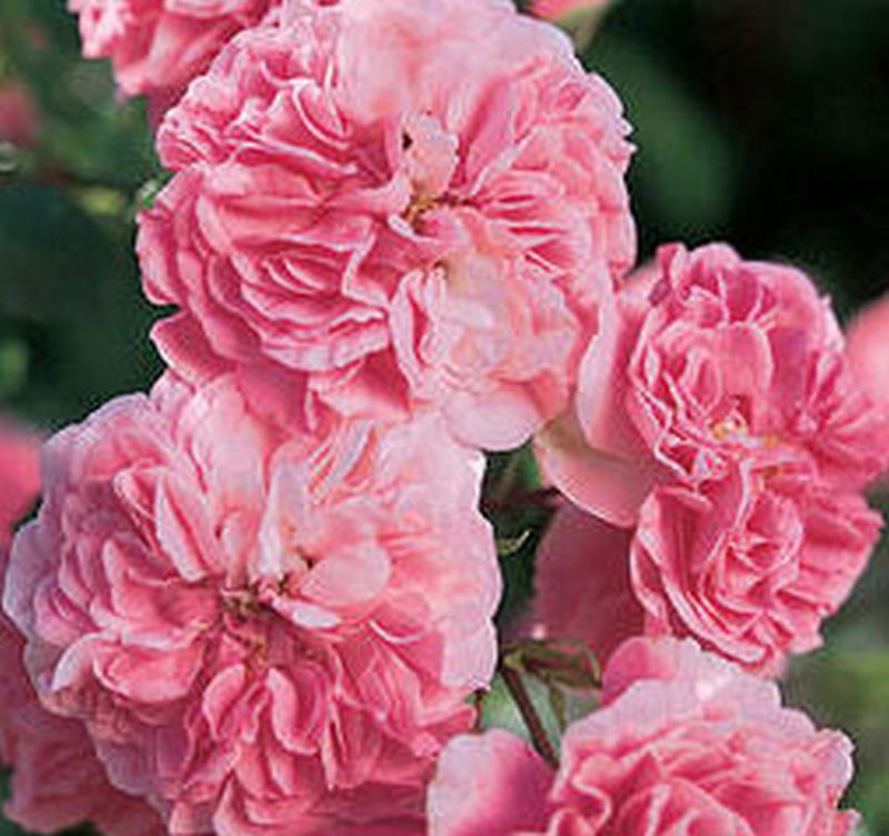 Rosa 'Pink Swany' ® BT - Beetrose 'Pink Swany' ® ADR-Rose