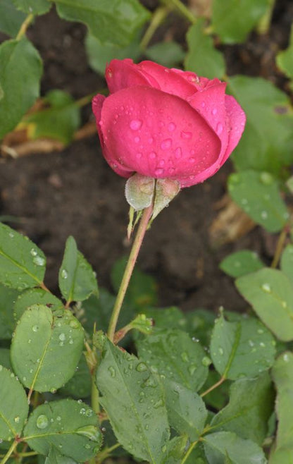 Rosa 'Planten un Blomen' ® BT - Beetrose 'Planten un Blomen' ® ADR-Rose
