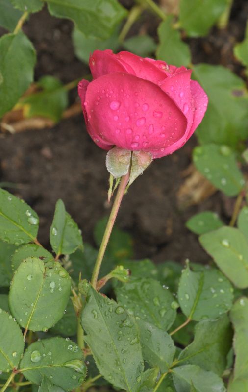 Rosa 'Planten un Blomen' ® BT - Beetrose 'Planten un Blomen' ® ADR-Rose