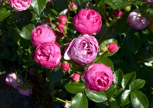 Rosa 'Pomponella' ® BT - Beetrose 'Pomponella' ® ADR-Rose