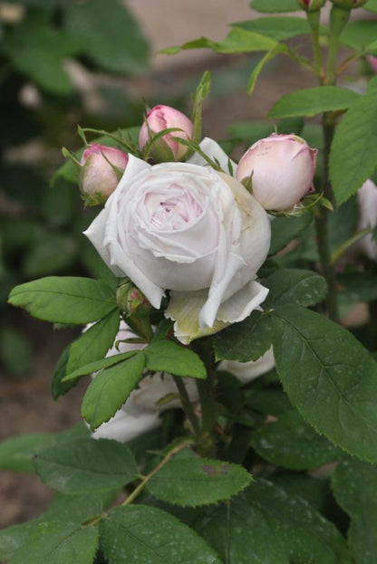 Rosa 'Princess of Wales' ® BT - Beetrose 'Princess of Wales' ®