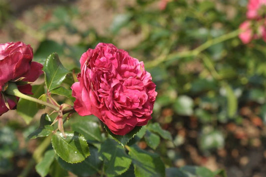 Rosa 'Red Leonardo da Vinci' ® BT - Beetrose 'Red Leon. da Vinci' ® ADR-Rose