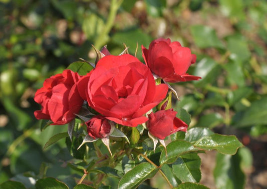 Rosa 'Resonanz' ® BT - Beetrose 'Resonanz' ® ADR-Rose