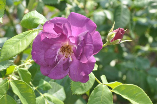 Rosa 'Rhapsody in Blue' ® BT - Beetrose 'Rhapsody in Blue' ®