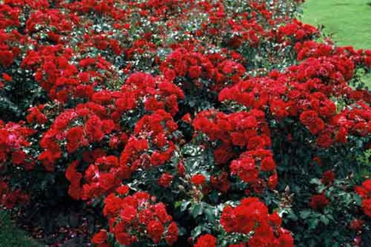 Rosa 'Rotilia' ® BT - Beetrose 'Rotilia' ® ADR-Rose