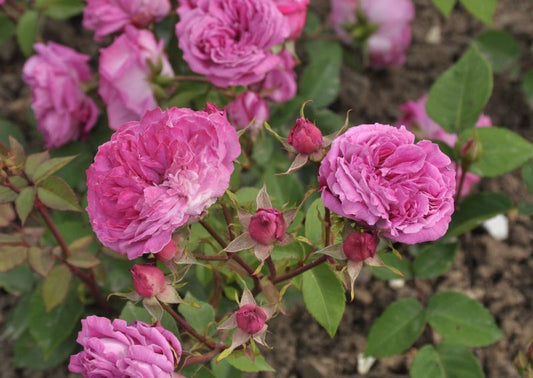 Rosa 'Rotkäppchen' ® BT - Beetrose 'Rotkäppchen' ®