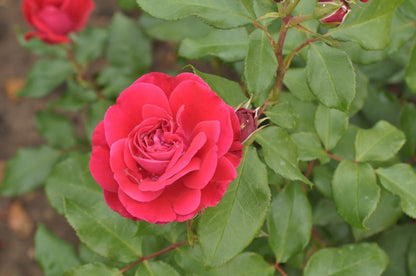 Rosa 'Rouge Meilove' ® BT - Beetrose 'Rouge Meilove' ® ADR-Rose