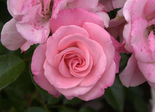 Rosa 'Trier 2000' ® BT - Beetrose 'Trier 2000' ®