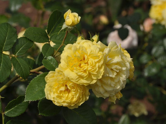 Rosa 'Yellow Meilove' ® BT - Beetrose 'Yellow Meilove' ® ADR-Rose