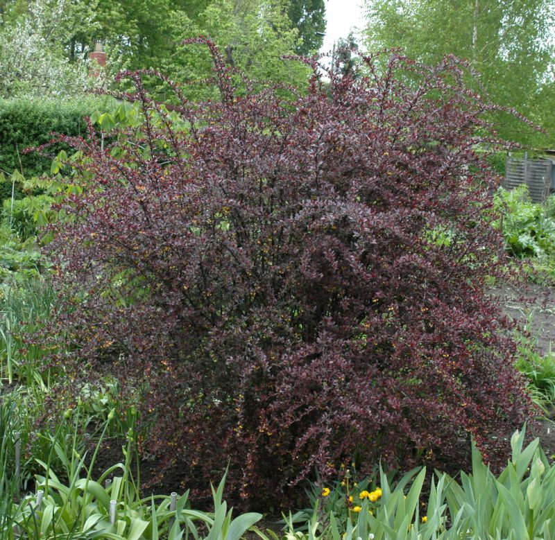 Berberis thunbergii 'Red Chief' - Berberitze 'Red Chief'