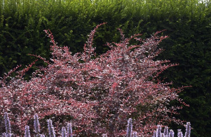 Berberis thunbergii 'Rose Glow' - Berberitze 'Rose Glow'