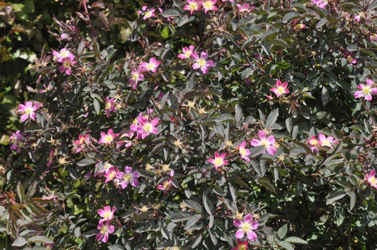 Rosa glauca - Bereifte Rose