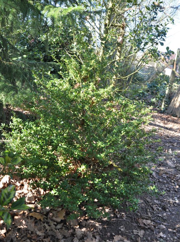 Ilex crenata 'Glorie Gem' - Berg-Ilex 'Glorie Gem'