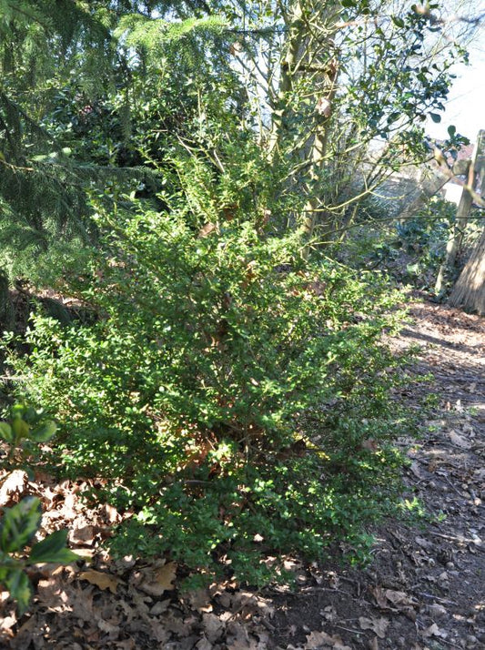 Ilex crenata 'Glorie Gem' - Berg-Ilex 'Glorie Gem'