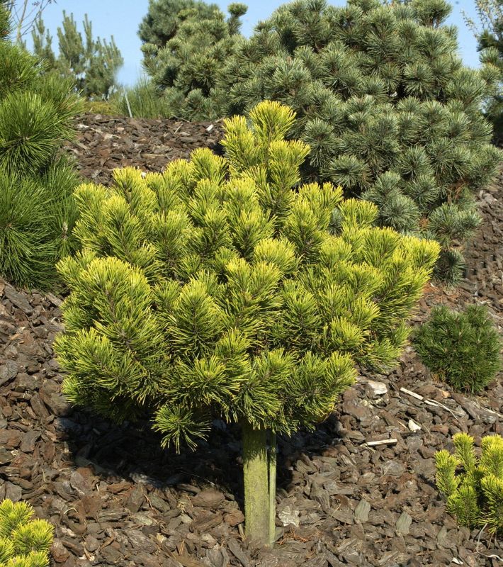 Pinus mugo 'Carsten's Wintergold' - Berg-Kiefer 'Carsten's Wintergold'