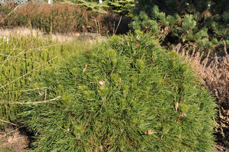 Pinus mugo 'Varella' - Berg-Kiefer 'Varella'