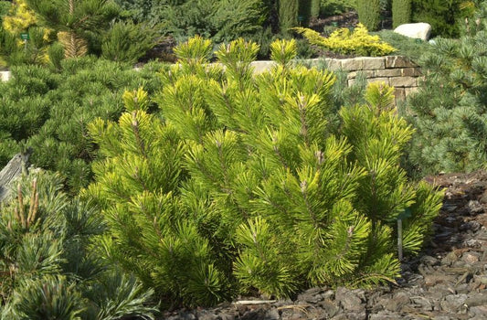 Pinus mugo 'Winter Gold' - Berg-Kiefer 'Winter Gold'