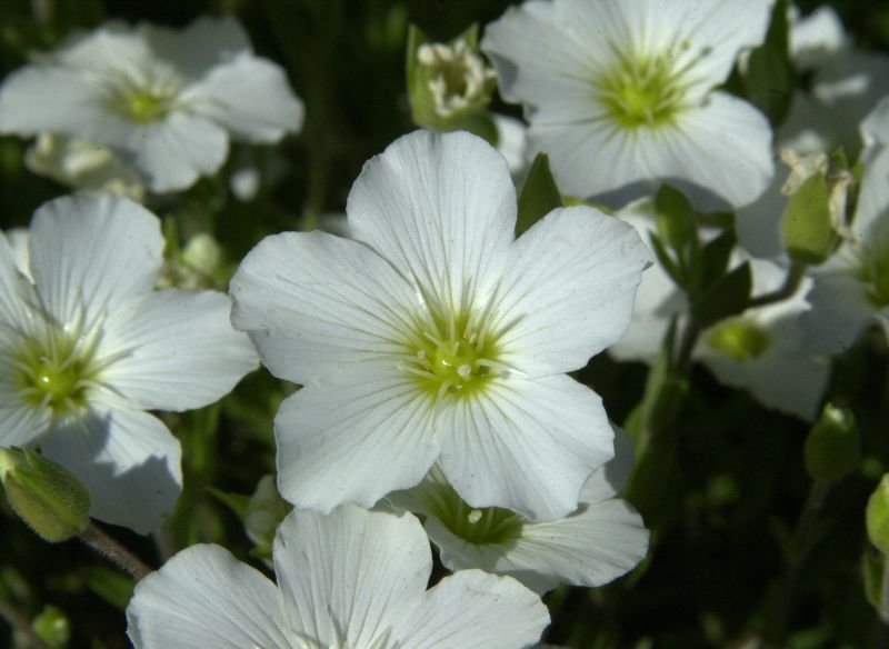 Arenaria montana - Berg-Sandkraut