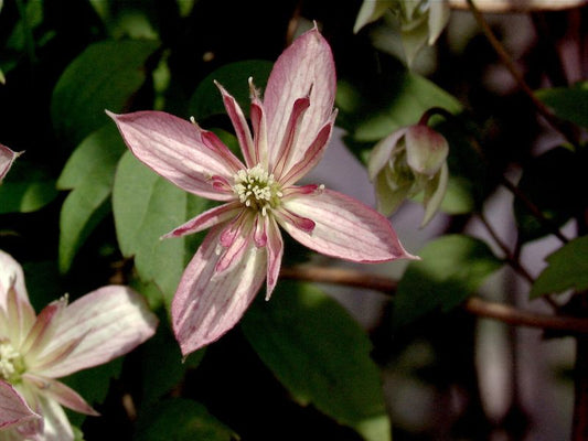 Clematis montana 'Marjorie' - Berg-Waldrebe 'Marjorie'