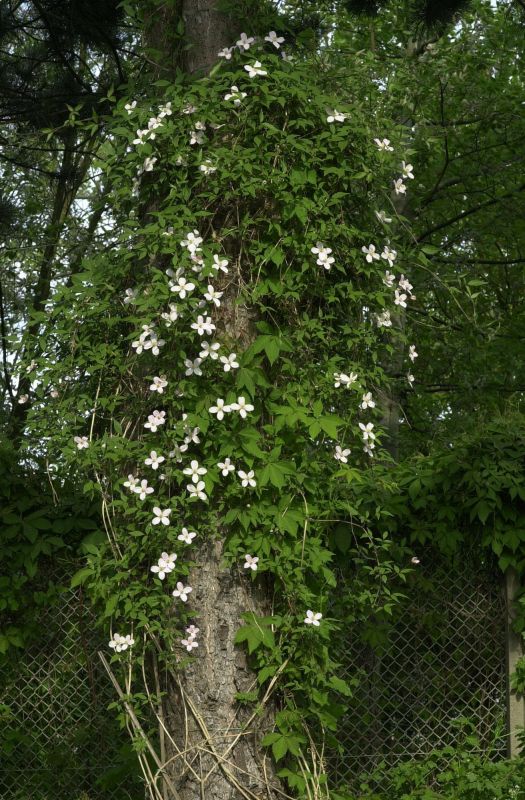 Clematis montana 'Mayleen' - Berg-Waldrebe 'Mayleen'