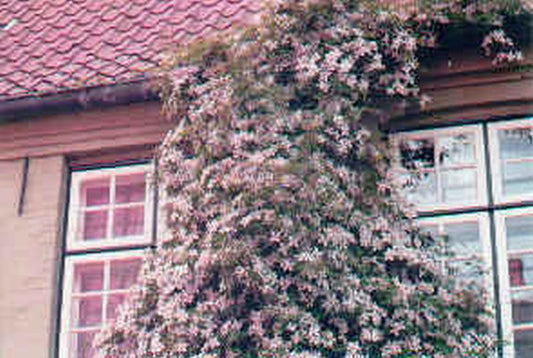 Clematis montana 'Rubens' - Berg-Waldrebe 'Rubens'