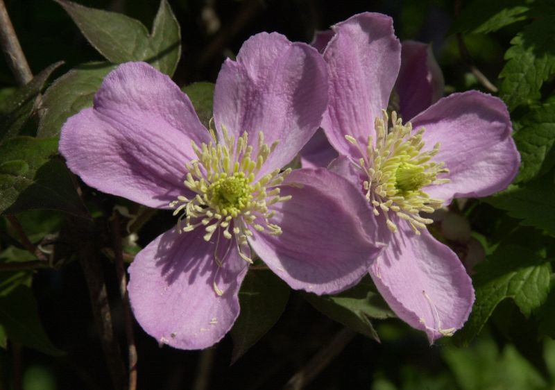 Clematis montana 'Tetrarose' - Berg-Waldrebe 'Tetrarose'