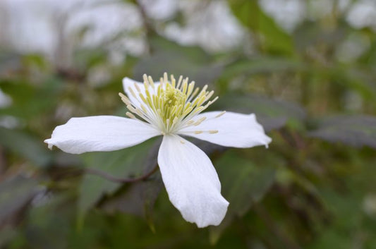Clematis montana 'Wilsonii' - Berg-Waldrebe 'Wilsonii'