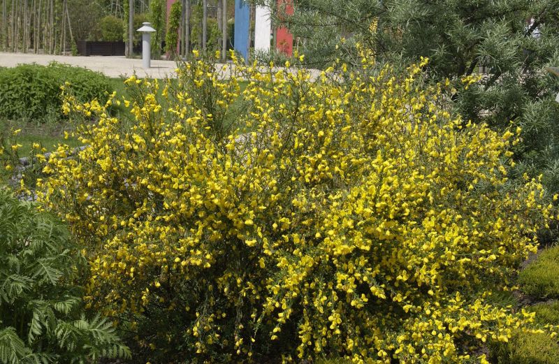 Cytisus scoparius - Besenginster