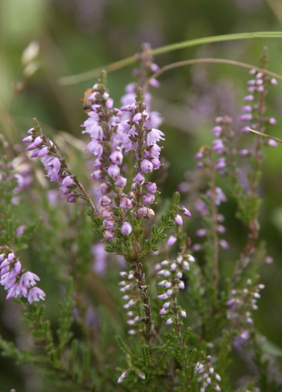 Calluna vulgaris - Besenheide